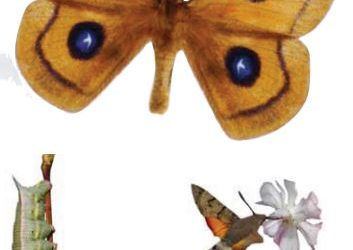 Lepidoptera