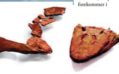 Tiktaalik