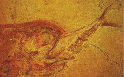 Fantastiske fossiler
