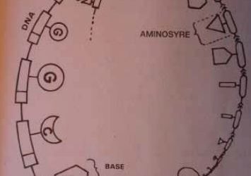 Uvidenhed er årsag til afvisning af teorien omintelligent design