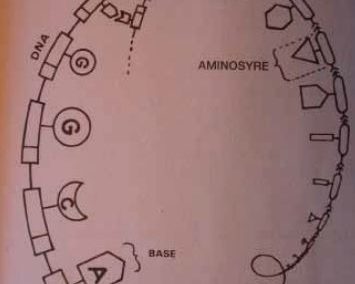 Uvidenhed er årsag til afvisning af teorien omintelligent design