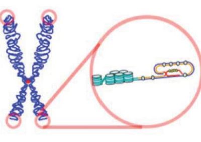 Telomerer i fokus