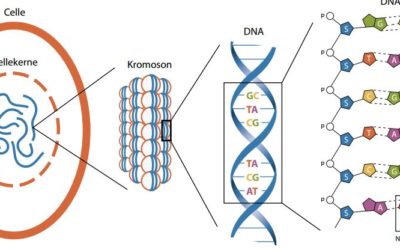 Det biologiske alfabet & proteinsyntesen
