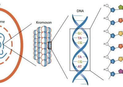 Det biologiske alfabet & proteinsyntesen