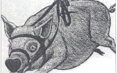 Xenotransplantation