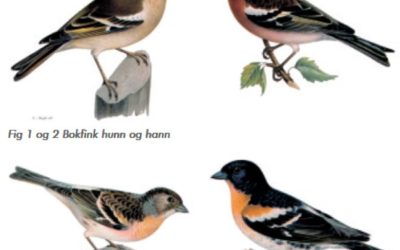 Bokfinken
