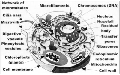 Kinesin transportører