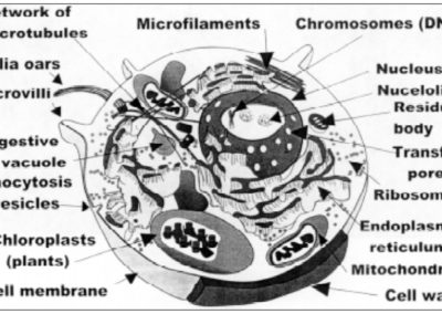 Kinesin transportører