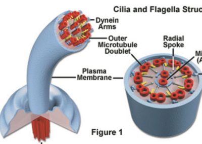 Religionen ud af biologi CXVII