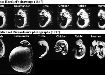 Haeckels embryoer: Et Gjenoppdaget bedrageri