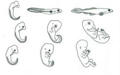 Ind i biologien