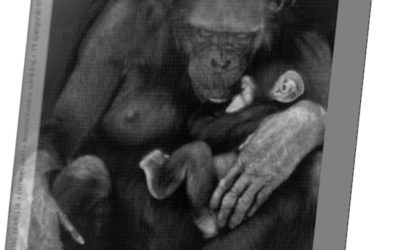 En gang høvl til creationister II