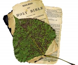 Religionen ud af biologitimerne