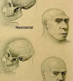 Viser genetisk forskel at neandertalerne og moderne mennesker ikke fik afko