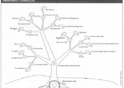 Forskning i stamceller fra fosteranlæg