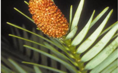 Wollemia nobilis: levende fossil og evolutionsmæssig gåde