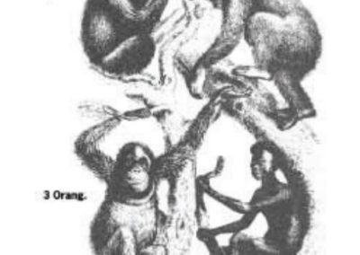 Haeckels legendariske bløff for å popularisere evolusjonen