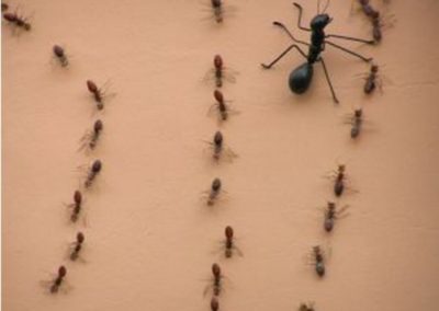 Management på myrens fodsti – Eller biologi og filosofi
